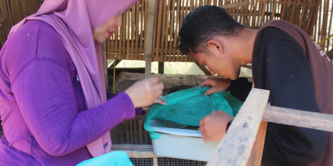 PSDKU Kediri Kembangkan Maggot Terintegrasi untuk Pakan Ternak dan Lingkungan