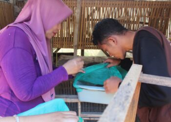 PSDKU Kediri Kembangkan Maggot Terintegrasi untuk Pakan Ternak dan Lingkungan