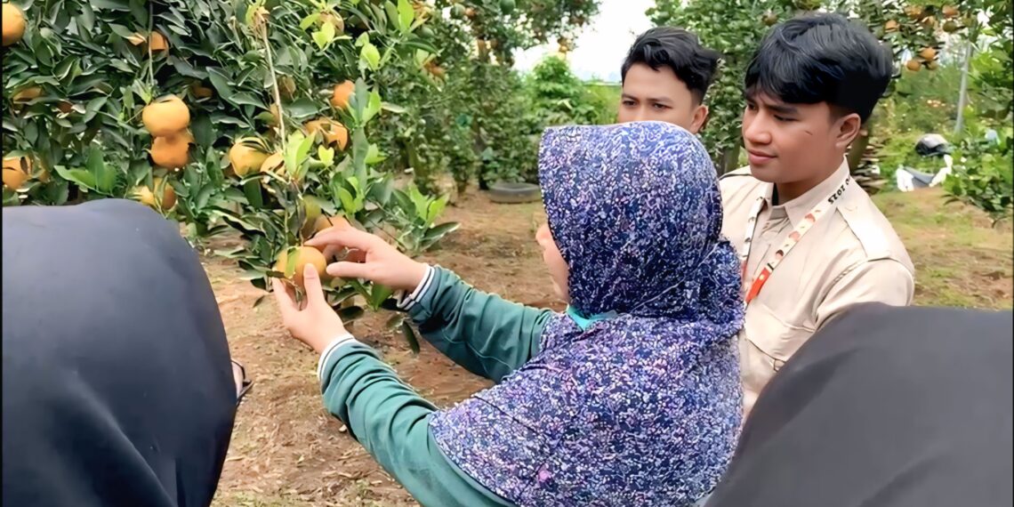 Dukung SDG’s Ketahanan Pangan, KKN FP UB Bantu Petani Jeruk Selorejo Pupuk Cair dan Mikro melalui Daun