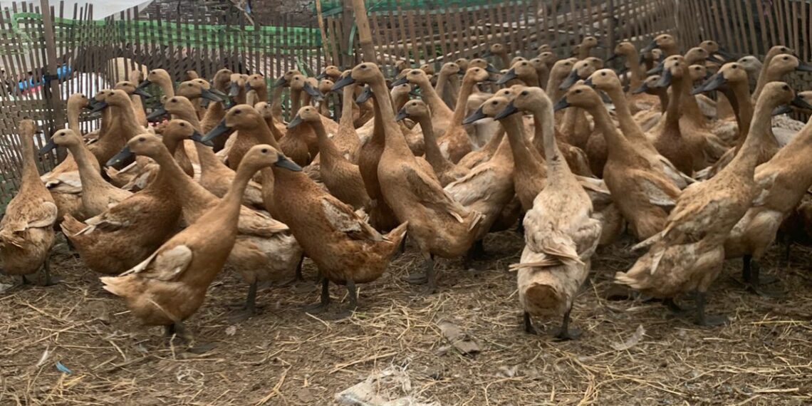 Mahasiswa UB Kenalkan Eco Enzyme untuk Peternakan