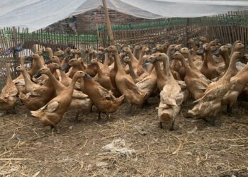 Mahasiswa UB Kenalkan Eco Enzyme untuk Peternakan