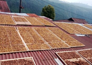 Antara Cuan dan Racun: Dilema Kebijakan Tembakau Indonesia