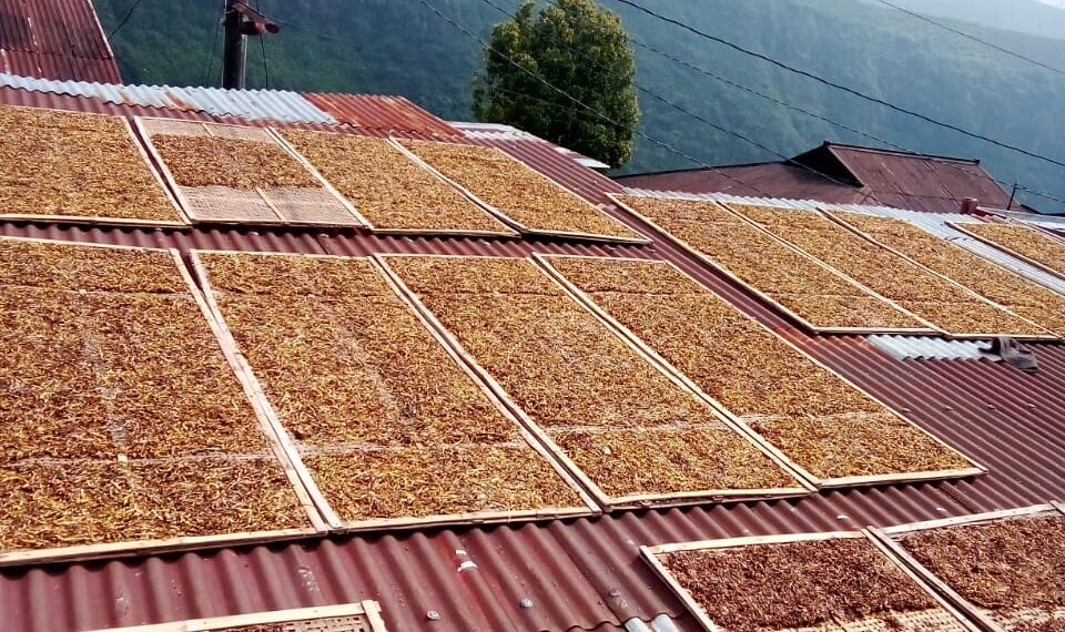 Antara Cuan dan Racun: Dilema Kebijakan Tembakau Indonesia