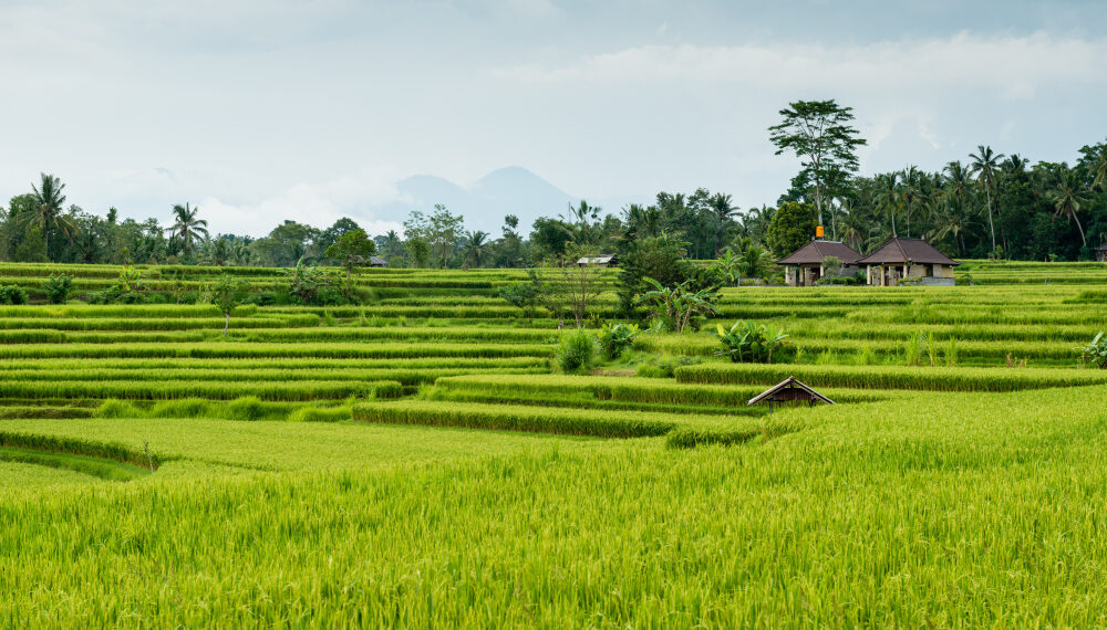 Pertanian Presisi Jawab Tekanan Pangan Nasional