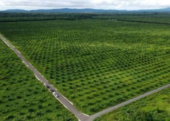 Sawit Disorot, Pemerintah Janji Tindak Tegas