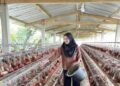 Peternak Pastikan Pasokan Ayam Telur Aman Ramadan