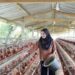 Peternak Pastikan Pasokan Ayam Telur Aman Ramadan