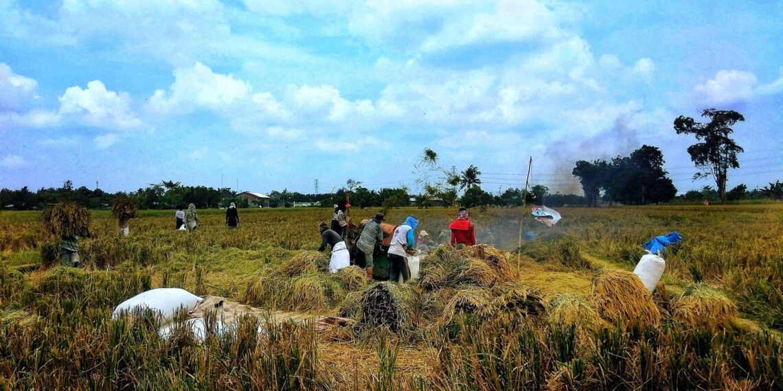 Paradoks Lumbung Pangan: 8,05 Persen Warga Jatim Masih Kekurangan Konsumsi Energi