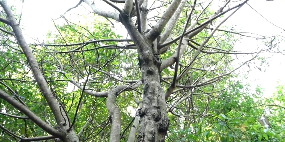 UB Perkuat Biodiversitas Kampus Lewat Penanaman Pohon Langka