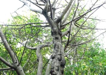 UB Perkuat Biodiversitas Kampus Lewat Penanaman Pohon Langka