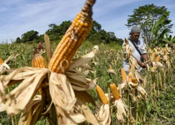 Surplus Jagung hingga Telur, Stok Pangan Aman
