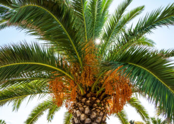 Pemerintah Resmi Terapkan B50, 3,5 Juta Ton CPO Dialihkan