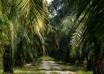 Indonesia Kuasai Sawit Dunia, Produksi Minyak Sawit Nasional Capai 53,6 Juta Ton 