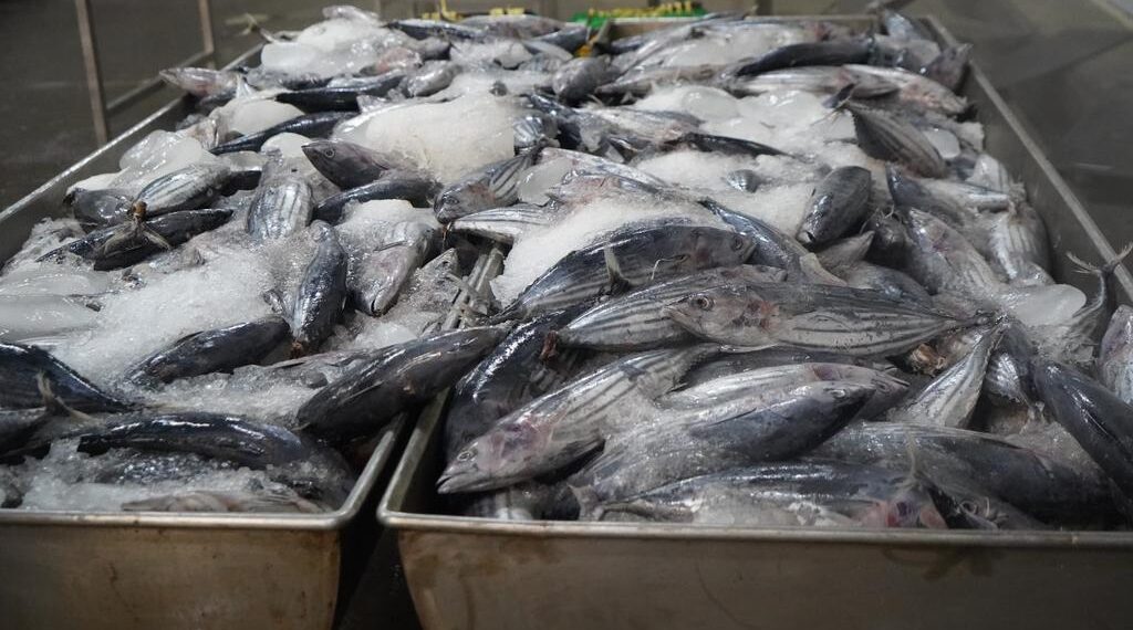 Potensi Industri Pengolahan Tuna Indonesia Meningkat, Ekspor Tembus Rp17 Triliun