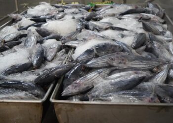 Potensi Industri Pengolahan Tuna Indonesia Meningkat, Ekspor Tembus Rp17 Triliun