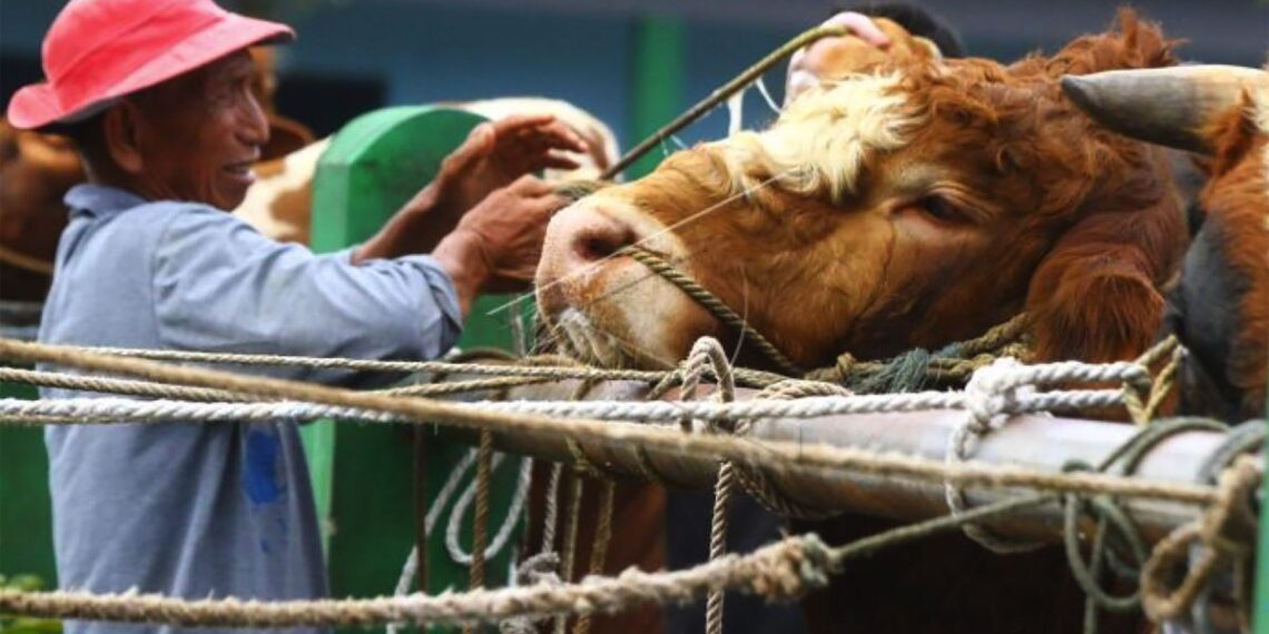 1 Ekor Sapi Berapa Kg Daging? Ini Cara Hitungnya 