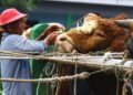1 Ekor Sapi Berapa Kg Daging? Ini Cara Hitungnya 