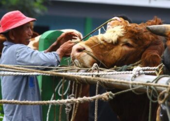1 Ekor Sapi Berapa Kg Daging? Ini Cara Hitungnya 