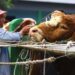 1 Ekor Sapi Berapa Kg Daging? Ini Cara Hitungnya 