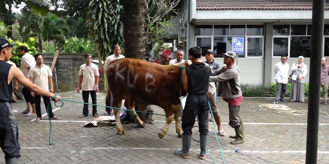 FK UB Salurkan Hewan Kurban untuk Warga dan Panti Asuhan