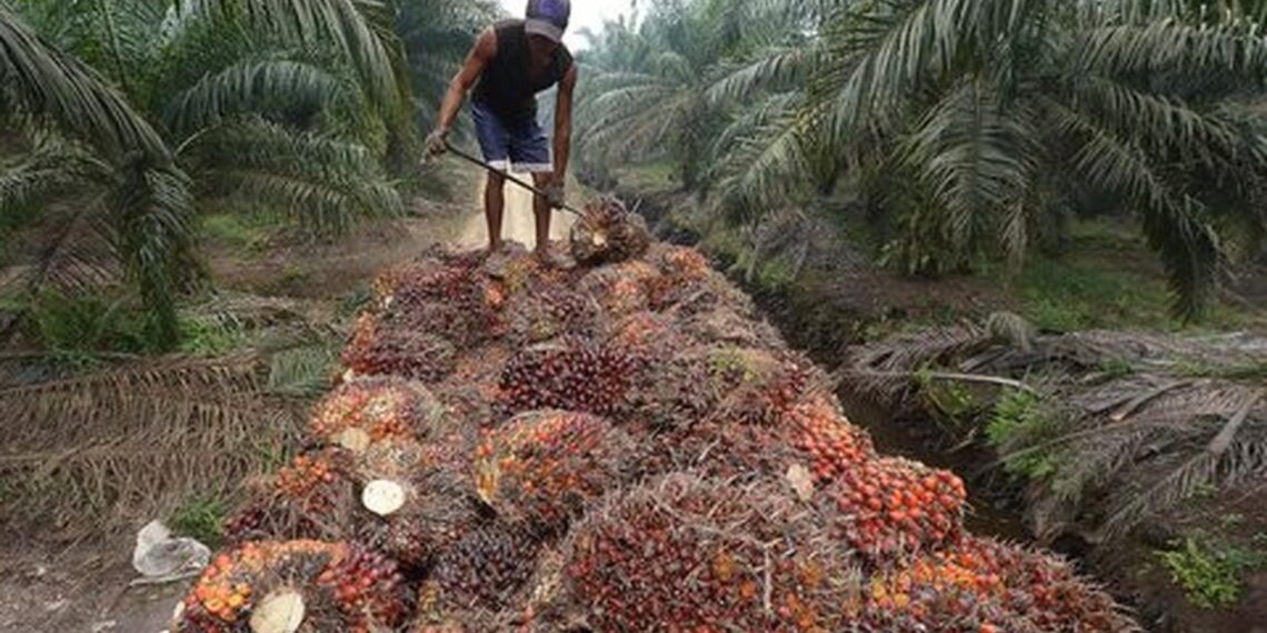 Harga Sawit Anjlok, Petani Swadaya Jadi Korban Utama Gejolak Tata Niaga