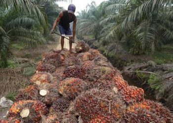Harga Sawit Anjlok, Petani Swadaya Jadi Korban Utama Gejolak Tata Niaga