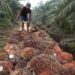 Harga Sawit Anjlok, Petani Swadaya Jadi Korban Utama Gejolak Tata Niaga