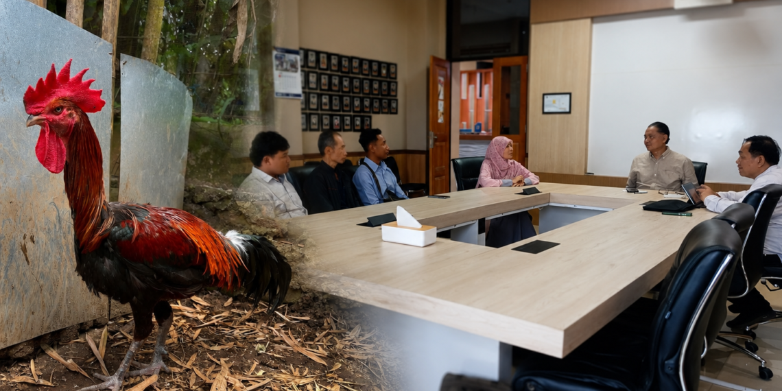 Ayam Pelung Tak Boleh Tinggal Cerita, FAST UB dan HIPPAPI Perkuat Masa Depan Plasma Nutfah Lokal