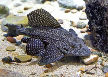Ikan Sapu-Sapu Kian Menyebar, Akademisi Ungkap Risiko dan Potensinya