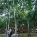 Hutan Lestari di Kaltim Hasilkan Rp8,1 Miliar, Bukti Konservasi Bisa Jadi Mesin Ekonomi Warga