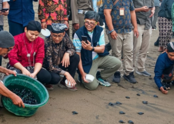 1.300 Tukik Dilepas, UB Perkuat Konservasi Penyu di Trenggalek