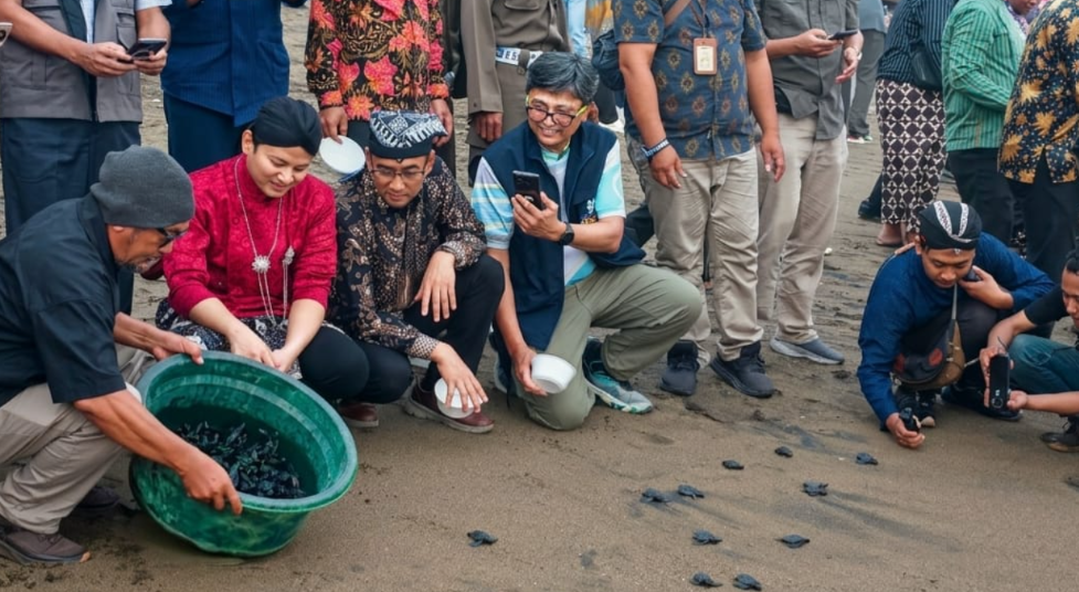 1.300 Tukik Dilepas, UB Perkuat Konservasi Penyu di Trenggalek