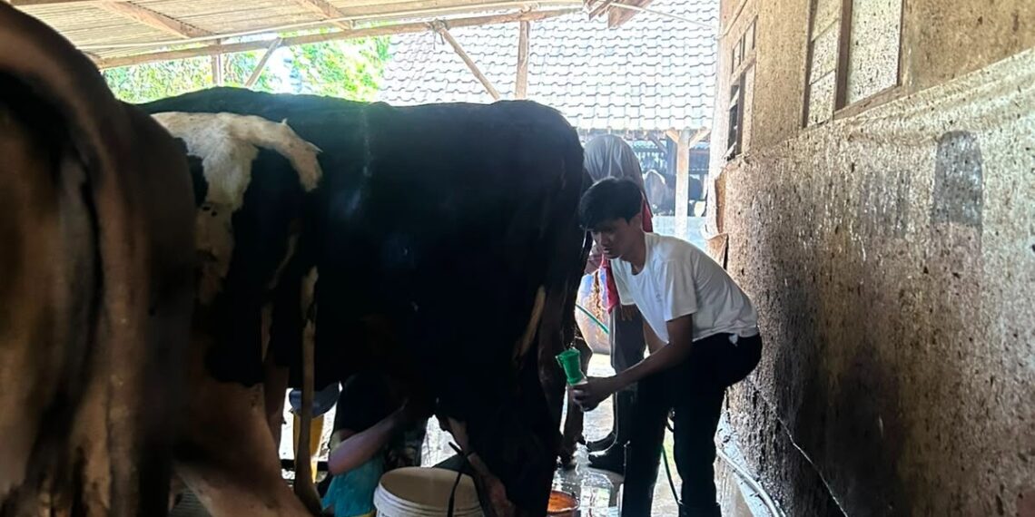 PMM BIMA FTAB UB Edukasi Peternak Sapi Perah