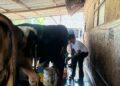 PMM BIMA FTAB UB Edukasi Peternak Sapi Perah