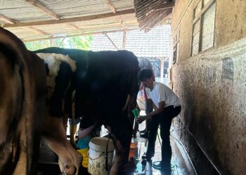 PMM BIMA FTAB UB Edukasi Peternak Sapi Perah