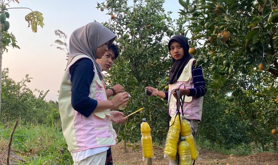 Kulit Jeruk Tak Lagi Jadi Limbah, Mahasiswa UB Ubah Jadi Pestisida hingga Sabun Cuci Piring