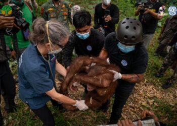 Karhutla Tanjung Puting Ancam Habitat Orangutan, Pemulihan Ekosistem Jadi Sorotan