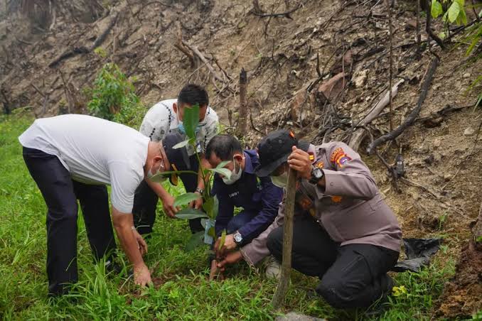 Bekas Karhutla di Dharmasraya Malah Ditanami Sawit, Polisi Turun Tangan