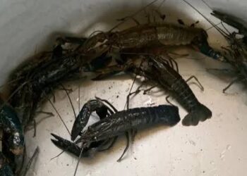 Budidaya Lobster Air Tawar di Surabaya Terkendala Pakan dan Lahan